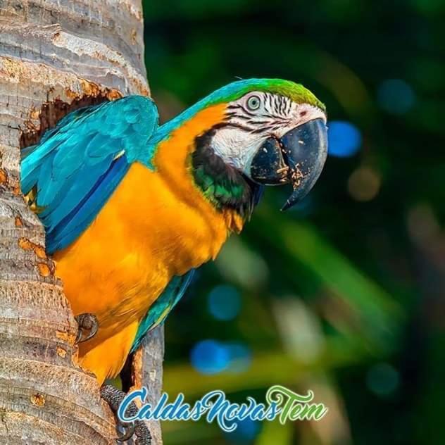 Pousada Recanto Das Araras "Com Acesso Ao Lagoa Quente" Caldas Novas Extérieur photo