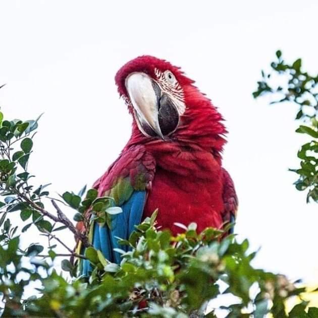 Pousada Recanto Das Araras "Com Acesso Ao Lagoa Quente" Caldas Novas Extérieur photo